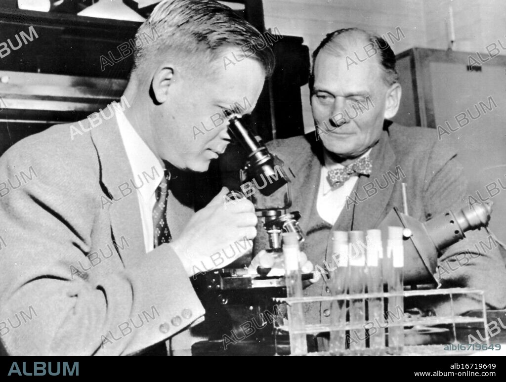 Dr Thomas H Weller (left) looks through microscope at Polio Virus in tissue culture in research laboratory while Dr John F Enders looks on 22 October 1954.