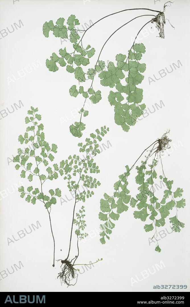 Adiantum Capillus-Veneris. The common maidenhair fern, Bradbury, Henry Riley (1821-1887), (Illustrator), ferns of Great Britain and Ireland.