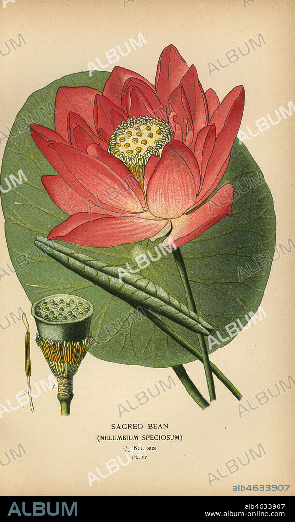 Sacred bean or Indian lotus, Nelumbo nucifera (Nelumbium speciosum). Chromolithograph from an illustration by Desire Bois from Edward Steps Favourite Flowers of Garden and Greenhouse, Frederick Warne, London, 1896.