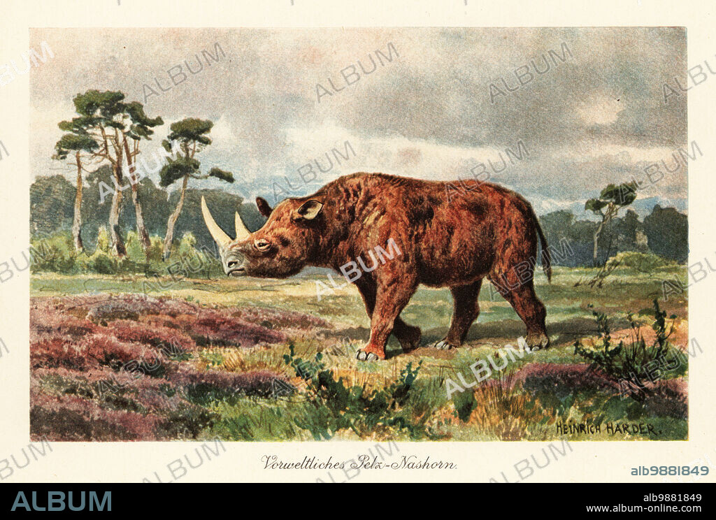 Woolly rhinoceros, Coelodonta antiquitatis, on the steppes. Extinct species of rhinoceros native to the northern steppes of Eurasia, Pleistocene to the last glacial period. Vorweltliches Pelz-Nashorn. Colour printed illustration by Heinrich Harder from Wilhelm Bolsches Tiere der Urwelt (Animals of the Prehistoric World), Reichardt Cocoa company, Hamburg, 1908. Heinrich Harder (1858-1935) was a German landscape artist and book illustrator.