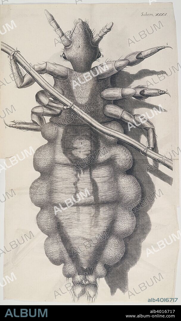 Louse clinging to a human hair in Hooke's Micrographia, 1665. Robert Hooke  was born on the Isle of Wight, and studied at Oxford University. It was whilst at Oxford that he met Robert Boyle, and assisted him in the construction of an air pump. In 1660 he moved to London and two years later became one of the founder members of the Royal Society, at which he held the post of Curator of Experiments. Micrographia was published in 1665 and contains prints of some of the specimens Hooke viewed under the compound microscope that he designed.