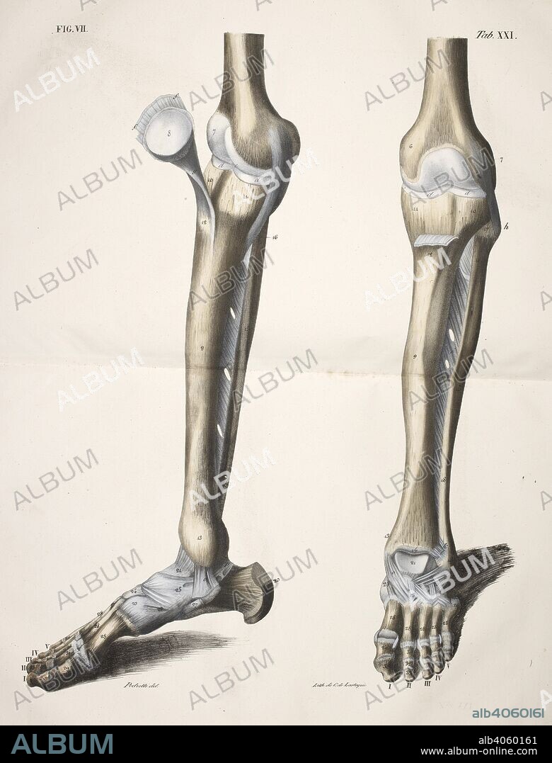Anatomical drawing. Skeleton, Knees, leg, tibia and foot. Planches anatomiques du corps humain executeÌes dâ€™apreÌ€s les dimensions naturelles. Paris France 1826. Anatomical print of the human body with natural dimensions. Skeleton, Knees, leg, tibia and foot.    ANTOMMARCHI, C. Francesco.  Planches anatomiques du corps humain executeÌes dâ€™apreÌ€s les dimensions naturelles, accompagneÌes dâ€™un texte explicatif ... PublieÌes par le cte de Lasteyrie. (Explication des planches anatomiques, etc.). Source: 1899.h.24 Tab.21 fig. 7. Language: French.