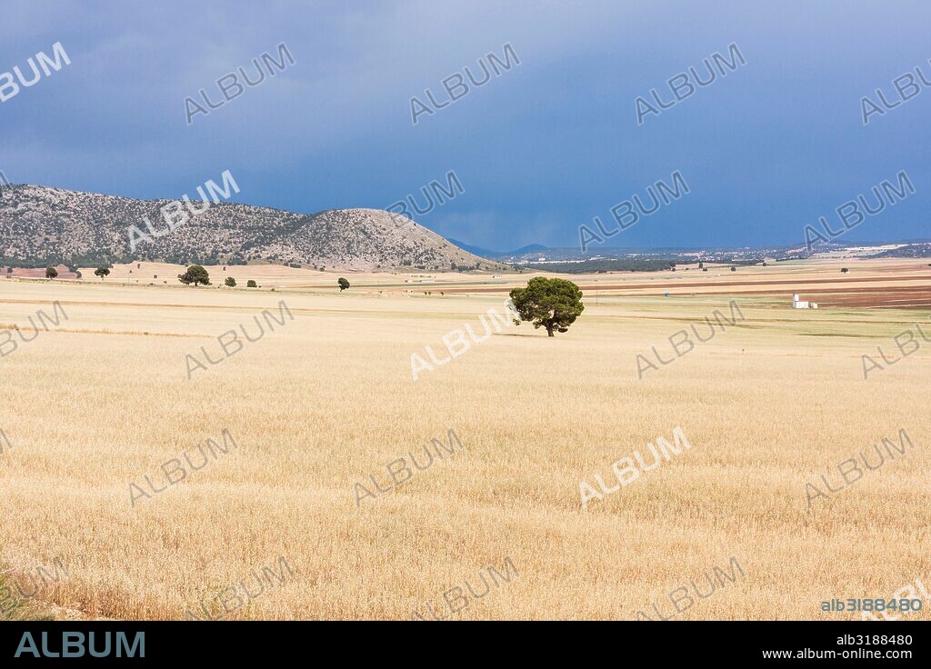 campo de cereales bajo un cielo de lluvia, Murcia, Spain.