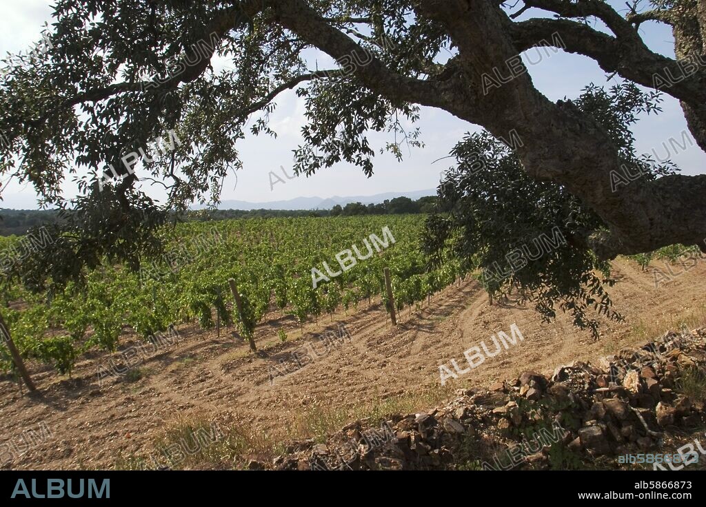 viñedos y olivo cerca de Rabós (D.O Empordà - Costa Brava); paisaje típicamente mediterraneo.
