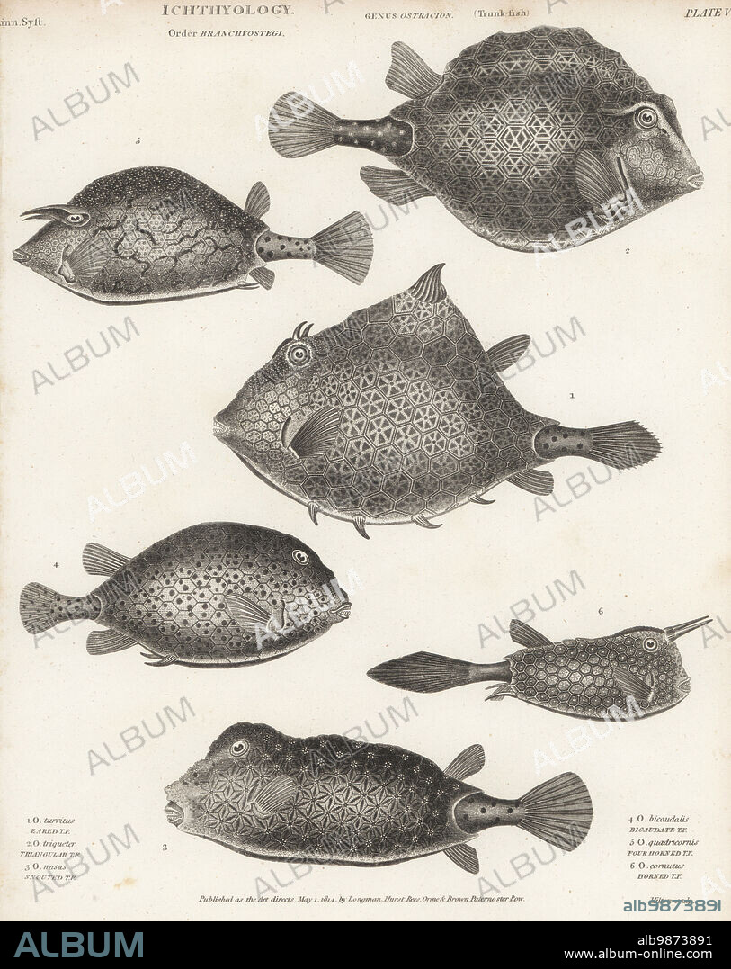 Humpback turretfish, Tetrosomus gibbosus 1, smooth trunkfish, Lactophrys triqueter 2, shortnose boxfish, Rhynchostracion nasus 3, spotted trunkfish, Lactophrys bicaudalis 4, scrawled cowfish, Acanthostracion quadricornis 5, and longhorn cowfish, Lactoria cornuta 6. Copperplate engraving by Thomas Milton from Abraham Rees' Cyclopedia or Universal Dictionary of Arts, Sciences and Literature, Longman, Hurst, Rees, Orme and Brown, Paternoster Row, London, May 1, 1814.