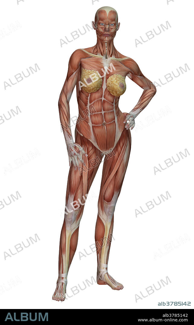 Illustration of female human muscle anatomy.