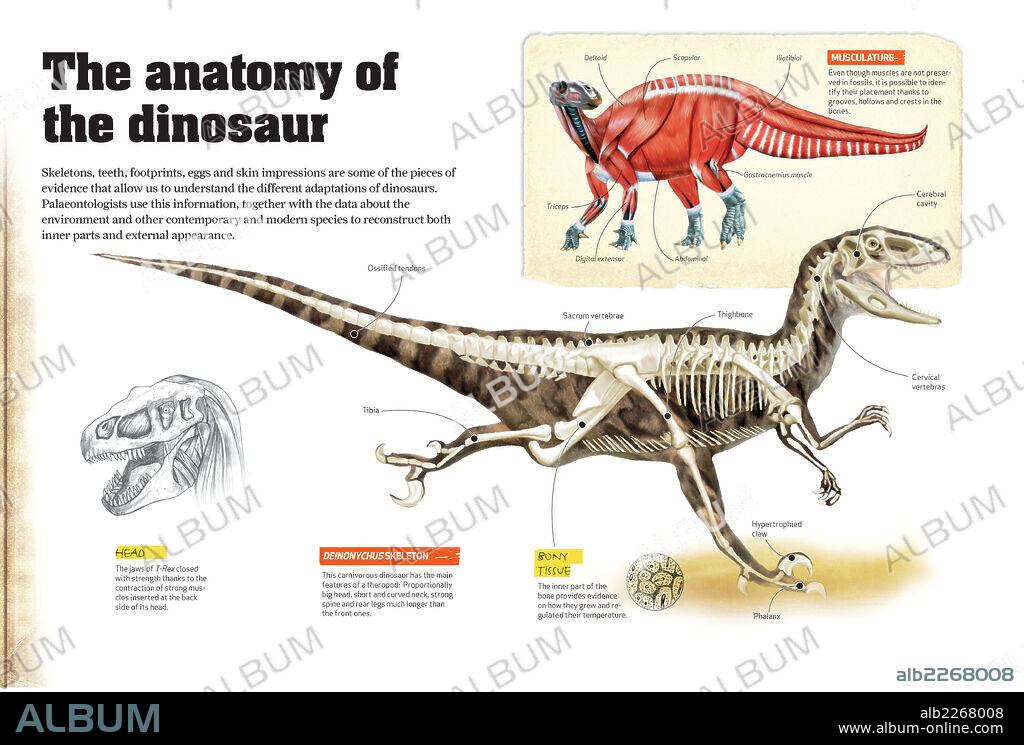 La anatomía del dinosaurio. Infografía donde aparece la reconstrucción del esqueleto, la cabeza y la musculatura de algunos dinosaurios, proceso que ha sido posible gracias el trabajo de los paleontólogos sobre los restos fósiles hallados.