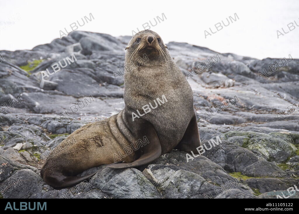 Fur seal, Yalour Island, Antarctic Peninsula, Antarctica, Polar Regions.