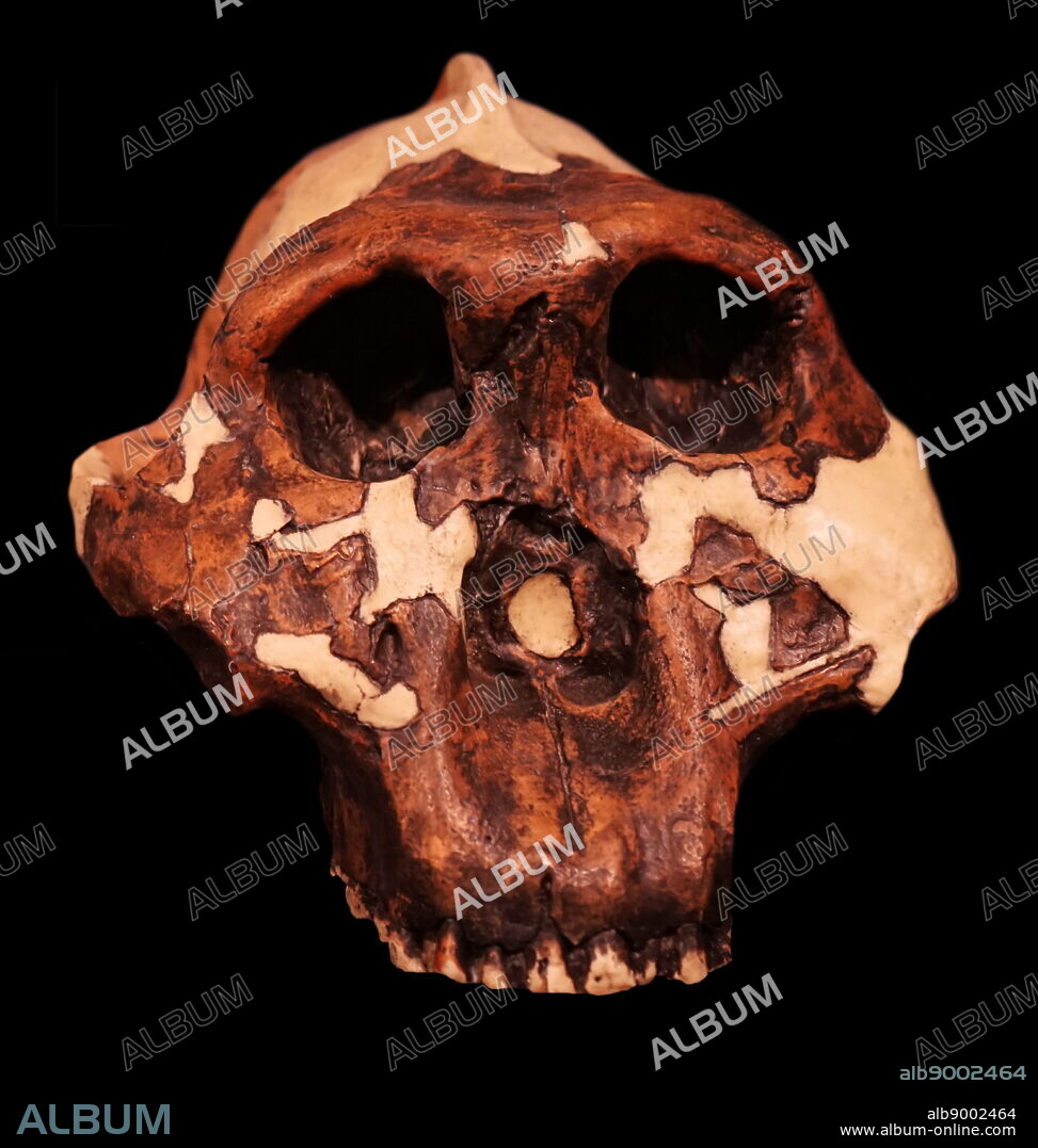 Skull of a Paranthropus boisei (or Australopithecus boisei) an early hominin.