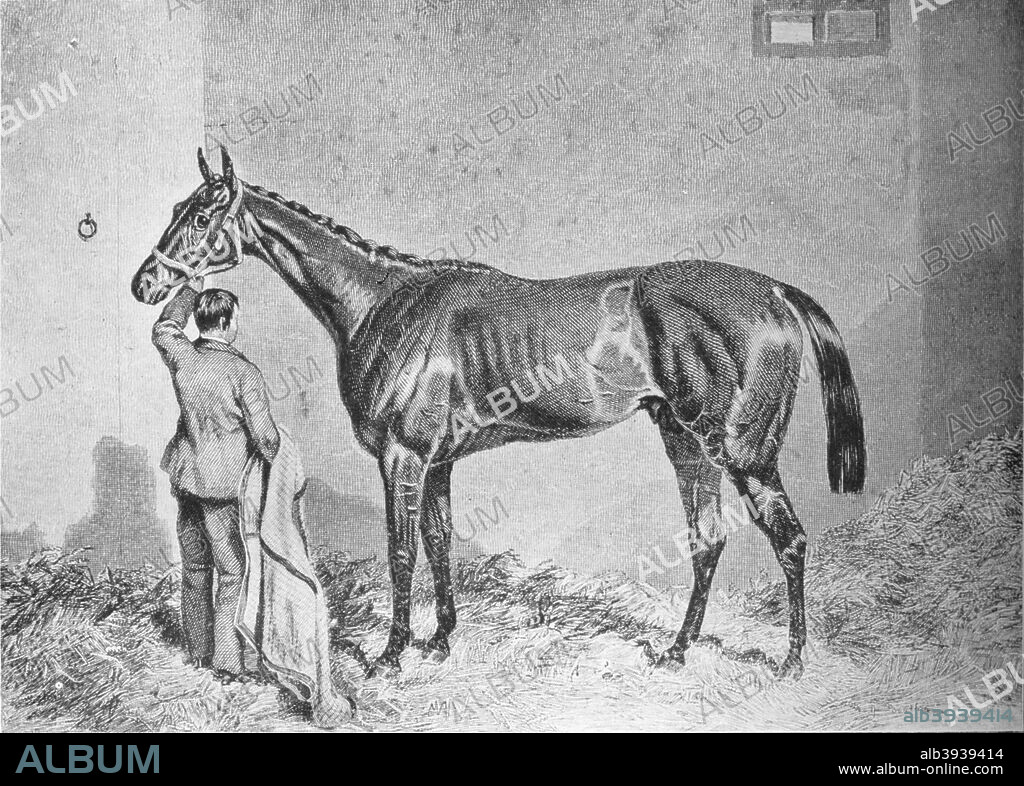 'Newminster', 1911. Newminster (1848 - 2 October 1868) was a British Thoroughbred racehorse who won the St. Leger Stakes in 1851. From British Sports and Sportsmen Part 1. [British Sports and Sportsmen, London, 1911].