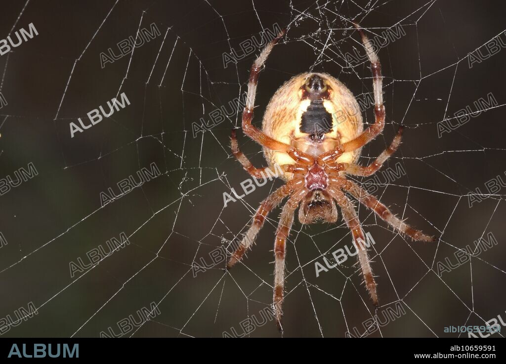 Marbled Orb Weaver Spider (Araneus marmoreus) photographed in Casco, Maine.