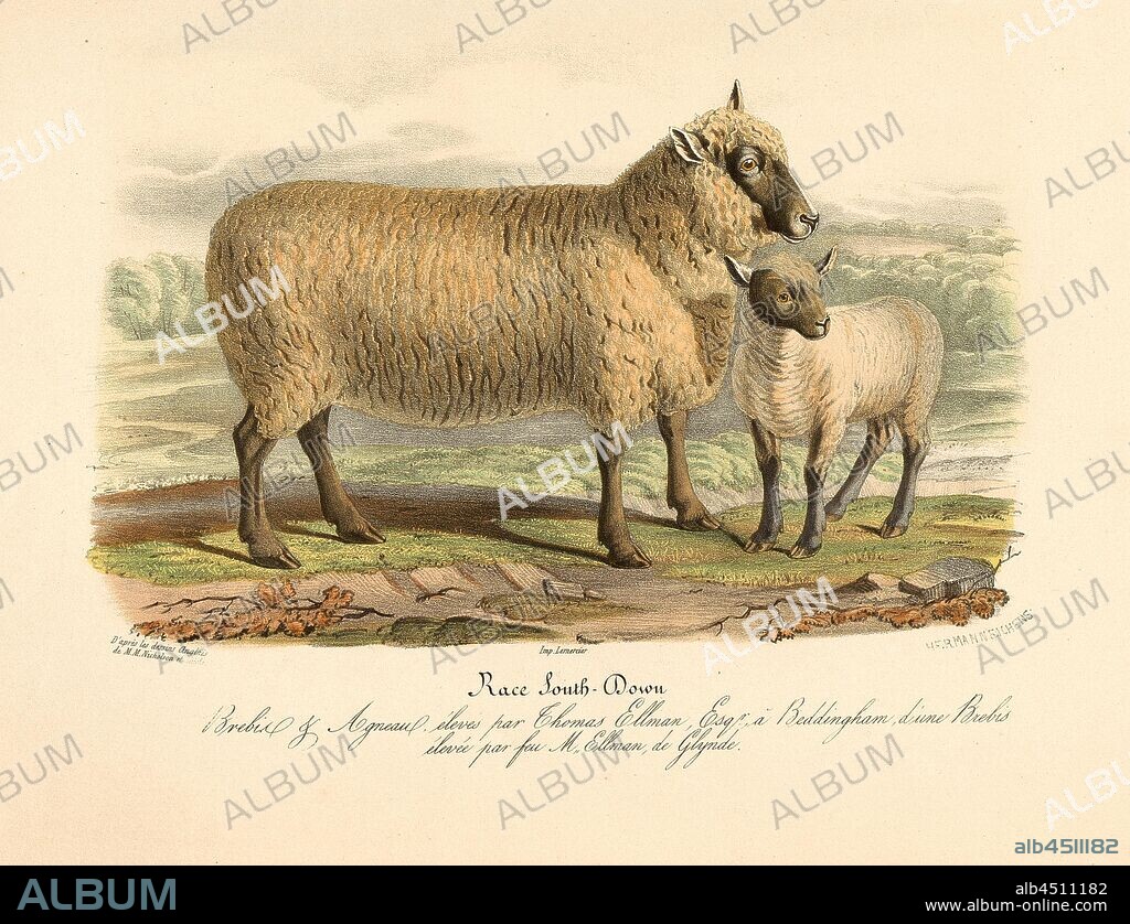Race South-Down. Brebis, Breed from Great Britain, signed: d'après les dessins Anglais de M.M. Nicholson et Shiels; Imp. Lemercier; Hermann Eichens, Pl. 16, to p. 99, Nicholson, Francis (del.); Shiels, William (del.); Eichens, Hermann (lith.); Imprimerie Lemercier (imp.), 1846, David Low; Royer: Histoire naturelle-agricole des animaux domestiques de l'Europe: races de la Grande-Bretagne. Paris: aux Bureaux du Moniteur de la Propriété, et chez les principaux Libraires, 1846.