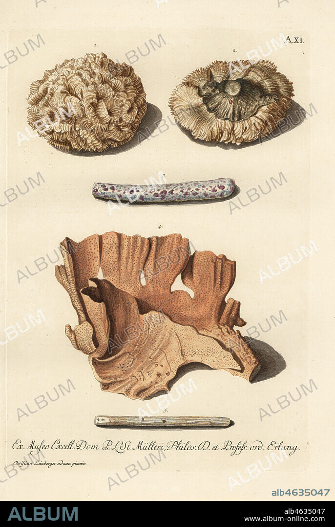 Coral species, Cerebrites or Lithocerebrum 1,2, Madrepora branch colonized by stony coral 3, lobe coral, Porites lobata, Millepora lobata 4, and sea fan, Gorgonia species, Baculus marinus 5. Handcoloured copperplate engraving after an illustration by Christian Leinberger from Georg Wolfgang Knorr's Deliciae Naturae Selectae of Kabinet van Zeldzaamheden der Natuur, Blusse and Son, Nuremberg, 1771. Specimens from a Wunderkammer or Cabinet of Curiosities of P.L. Muller.
