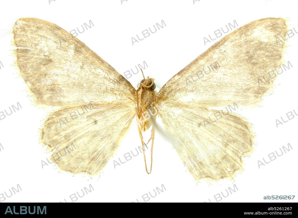 Pinned, Oaxaca, Veracruz-Llave, Mexico, Ptychopoda canthema Schaus, 1901, Animalia, Arthropoda, Insecta, Lepidoptera, Geometridae, Sterrhinae.