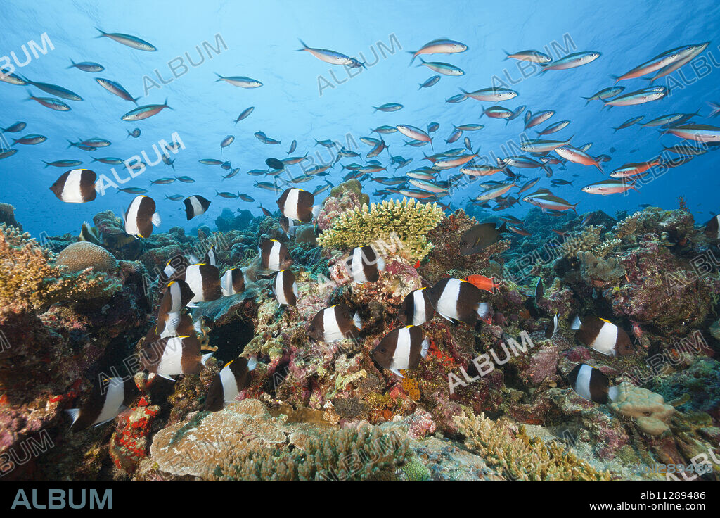 Black Pyramid Butterflyfish, Hemitaurichthys zoster, Thaa Atoll, Maldives.