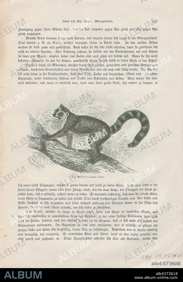 Lemur macaco, Print, Lemurs (from Latin lemures – ghosts or spirits) are mammals of the order Primates, divided into 8 families and consisting of 15 genera and around 100 existing species. They are native only to the island of Madagascar. Most existing lemurs are small, have a pointed snout, large eyes, and a long tail. They chiefly live in trees (arboreal), and are active at night (nocturnal)., 1700-1880.