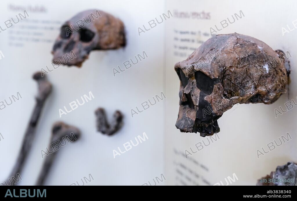 Skulls of Homo erectus (right) and a Homo habilis,1-2 million years old, found near Lake Turkana on display in the Koobi Fara museum in a remote area of Sibiloi National Park, Kenya, one of the leading prehistoric sites to study human evolution. The African Homo erectus (also called Homo ergaster) was the first human ancestor to move out of Africa into the colder northern climates about 1.8 million years ago.