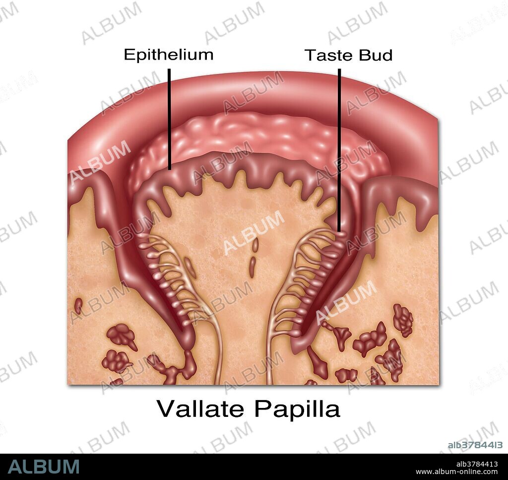 Illustration of circumvallate (or vallate) papillae, one of the four lingual papillae on the tongue. They lie on the surface of the tongue immediately in front of the foramen cecum and sulcus terminalis, and are organized in an inverted V at the back of the tongue.