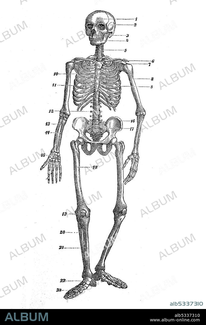 Medicine, anatomy, human skeleton, illustration from 1880  /  Medizin, Anatomy, Skelett des Menschen, Illustration aus 1880, Historisch, historical, digital improved reproduction of an original from the 19th century / digitale Reproduktion einer Originalvorlage aus dem 19. Jahrhundert.