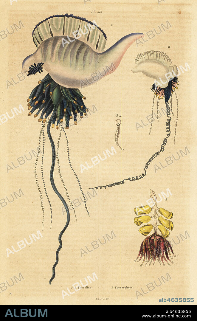 Indo-Pacific Portuguese man-of-war, Physalia utriculus 1, Azores man-of-war, Physalia physalis 2, and Siphonophora zoophyte, Physsophora disticha 3. Physalies, Physsophore. Handcoloured steel engraving by du Casse after an illustration by Adolph Fries from Felix-Edouard Guerin-Meneville's Dictionnaire Pittoresque d'Histoire Naturelle (Picturesque Dictionary of Natural History), Paris, 1834-39.