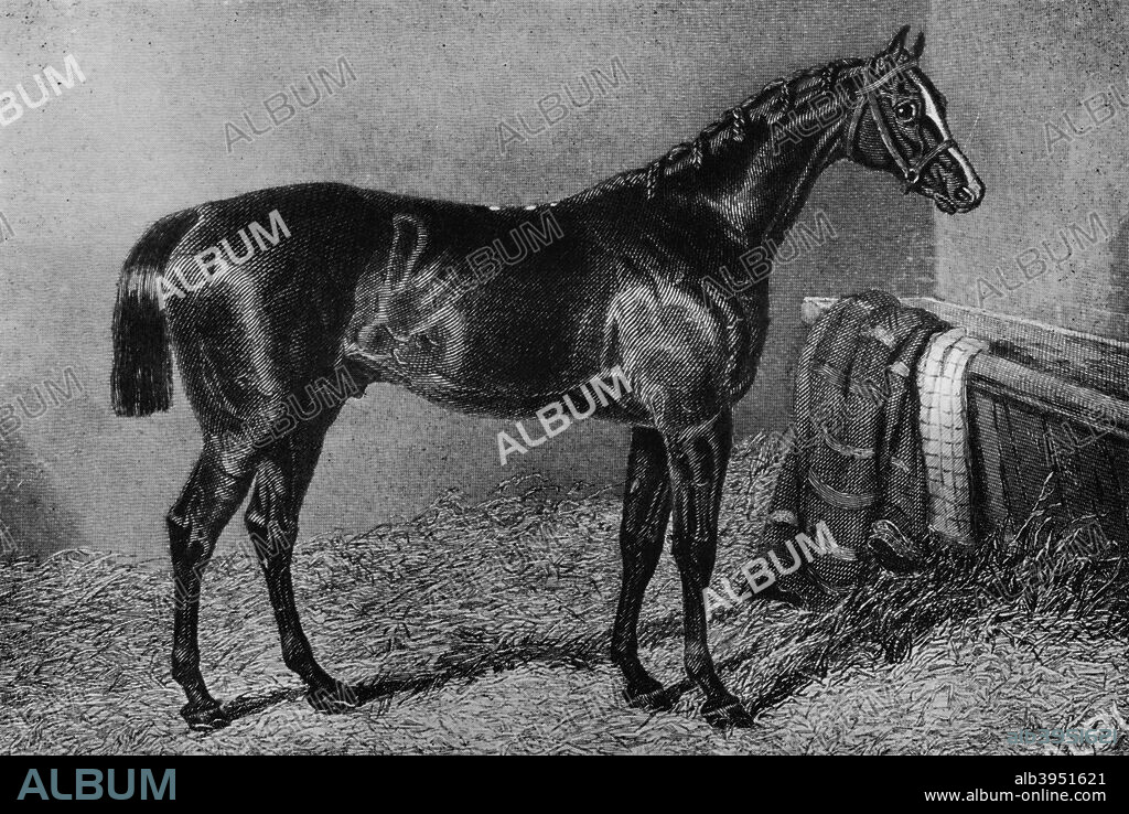 'Filho Da Puta', 1812-1835, (1911). From British Sports and Sportsmen Part 1. [British Sports and Sportsmen, London, 1911].