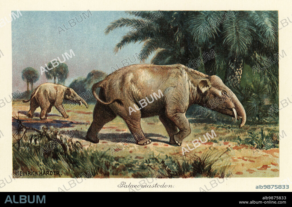 Palaeomastodon, extinct genus of Proboscidea, late Eocene and early Oligocene, ancestors of elephants or mastodons. Colour printed illustration after Heinrich Harder from Wilhelm Bolsches Tiere der Urwelt (Animals of the Prehistoric World), Reichardt Cocoa company, Hamburg, 1908. Heinrich Harder (1858-1935) was a German landscape artist and book illustrator.