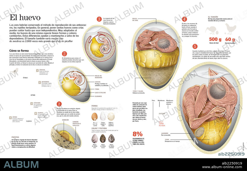 The egg. Infographics on the process of egg formation in the birds, their composition, size and form and development of the embryo in their interior.