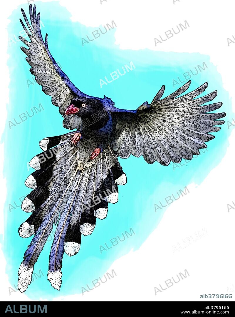 Illustration of a Taiwan blue magpie (Urocissa caerulea).