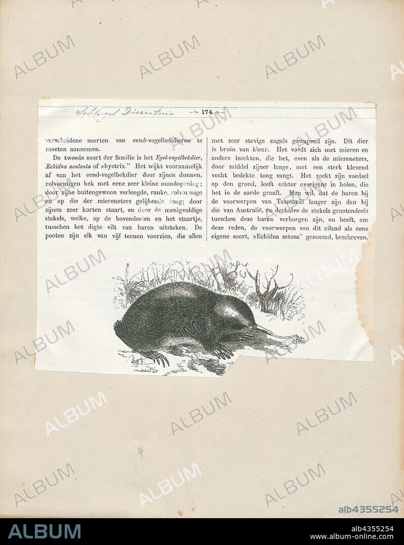 Echidna aculeata, Print, Echidnas, sometimes known as spiny anteaters, belong to the family Tachyglossidae in the monotreme order of egg-laying mammals. The four extant species of Echidnas and the platypus are the only living mammals that lay eggs and the only surviving members of the order Monotremata.The diet of some species consists of ants and termites, but they are not closely related to the true anteaters of the Americas, which are xenarthrans, along with sloths and armadillos. Echidnas live in Australia and New Guinea., 1872.
