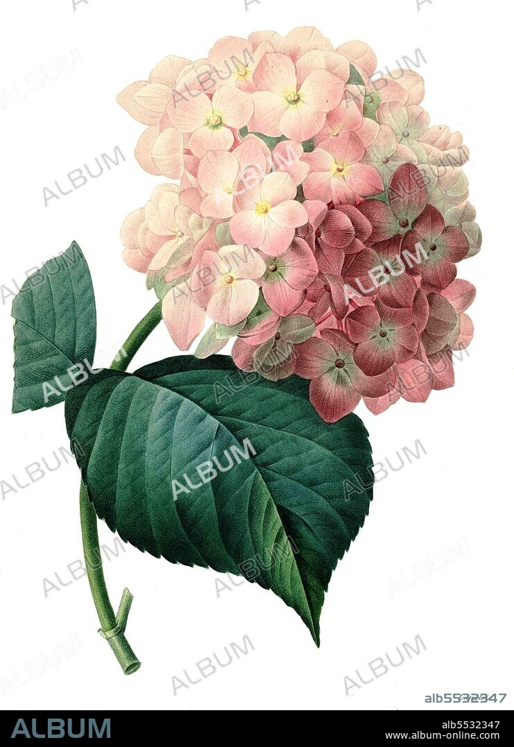 Gartenhortensie, Hydrangea macrophylla .