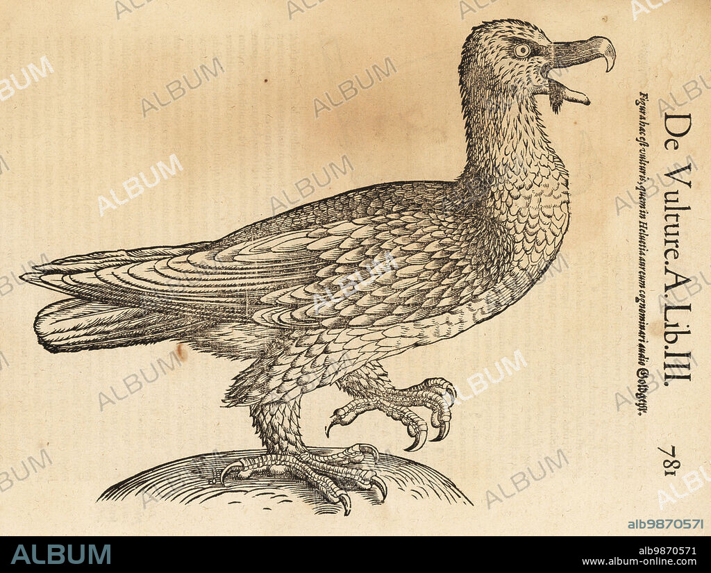 Bearded vulture, lammergeier or ossifrage, Gypaetus barbatus. De Avibus, de Vulture, Goldgeyr, Bartgeier, Lämmergeier. Woodcut engraving after an illustration by Lucas Schan and Conrad Gessner from Conrad Gessners Historiae Animalium, De avium natura, (Natural history of animals: birds), Frankfurt, Wechel for Cambier, 1585.