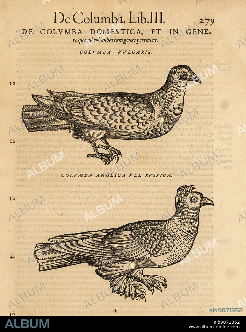 Species of domesticated pigeons, Columba livia domestica. Common pigeon, Columba vulgaris (top), and pigeon with crest and muff or feathered legs, Columba anglica vel russica (bottom). Woodcut engraving after an illustration by Lucas Schan and Conrad Gessner from Conrad Gessners Historiae Animalium, De avium natura, (Natural history of animals: birds), Frankfurt, Wechel for Cambier, 1585.