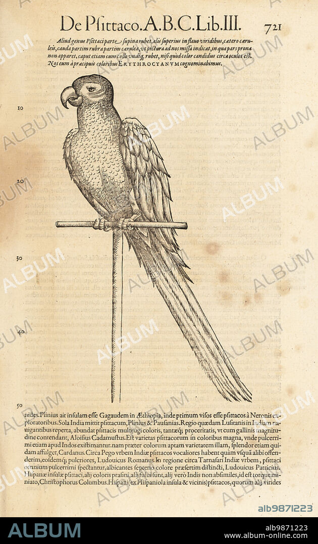 Parrot or macaw species, possibly the scarlet macaw, Ara macao. De Avibus, de Psittaco, Erythrocyanum. Woodcut engraving after an illustration by Lucas Schan and Conrad Gessner from Conrad Gessners Historiae Animalium, De avium natura, (Natural history of animals: birds), Frankfurt, Wechel for Cambier, 1585.