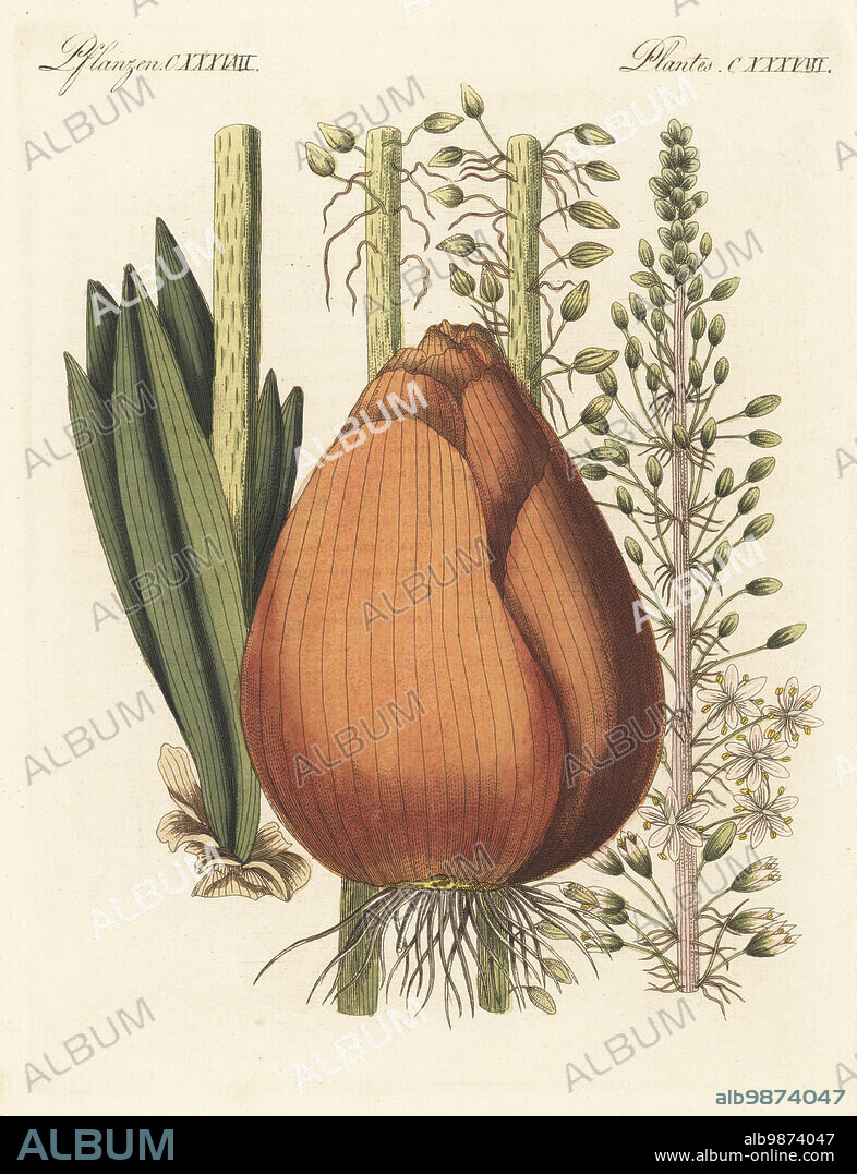 Squill, sea squill, sea onion or maritime squill, Drimia maritima. Urginea maritima, Scilla maritima. With flowers, leaf, stem, plant, bulb and roots. The botanicals were drawn by Henriette and Conrad Westermayr, F. Götz and C. Ermer. Handcoloured copperplate engraving from Carl Bertuch's Bilderbuch fur Kinder (Picture Book for Children), Weimar, 1813. A 12-volume encyclopedia for children illustrated with almost 1,200 engraved plates on natural history, science, costume, mythology, etc., published from 1790-1830.
