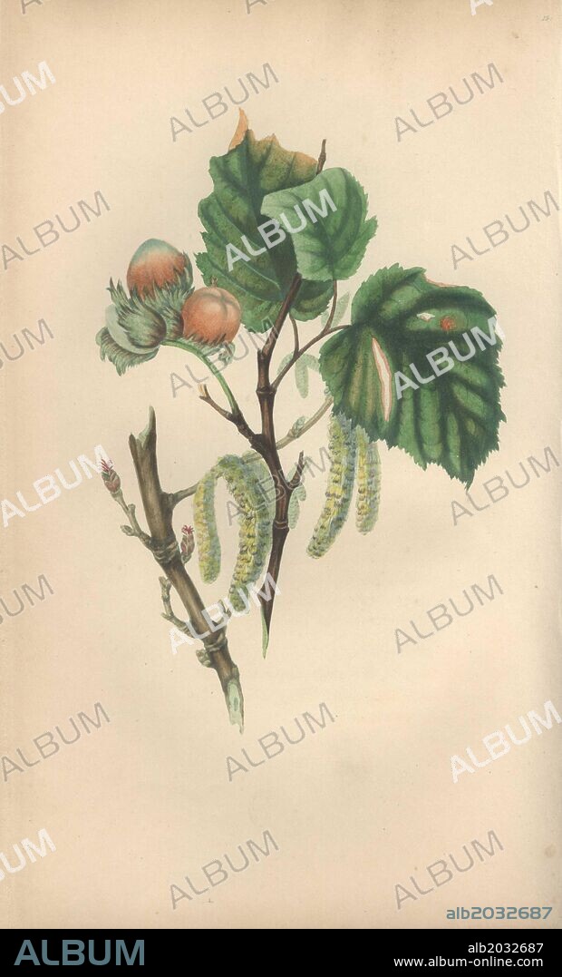 Hazel tree with male catkins, female buds and nuts, Corylus avellana. Handcoloured botanical illustration drawn from nature by Mrs. Rebecca Hey from her own "Spirit of the Woods," London, Longman, Rees, 1837. Rebecca Hey was a Victorian writer, poet and artist who wrote "Moral of Flowers" 1833 and "Recollections of the Lakes" 1841. The plates were probably engraved by William Clark, former draughtsman to the London Horticultural Society, and engraver on Hey's previous book.