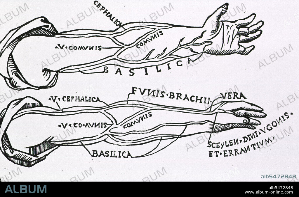 Arteries of the arm circa 1521.