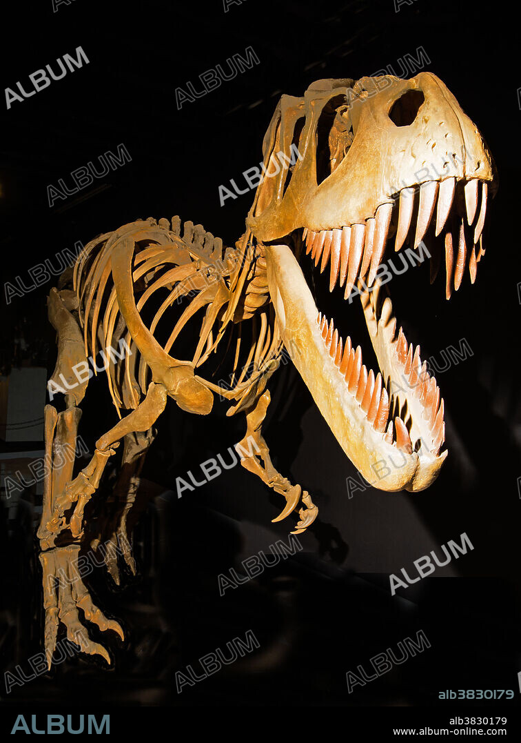 Torvosaurus tanneri Dinosaur, Mesalands Community College Dinosaur Museum. Tucumcari, New Mexico.