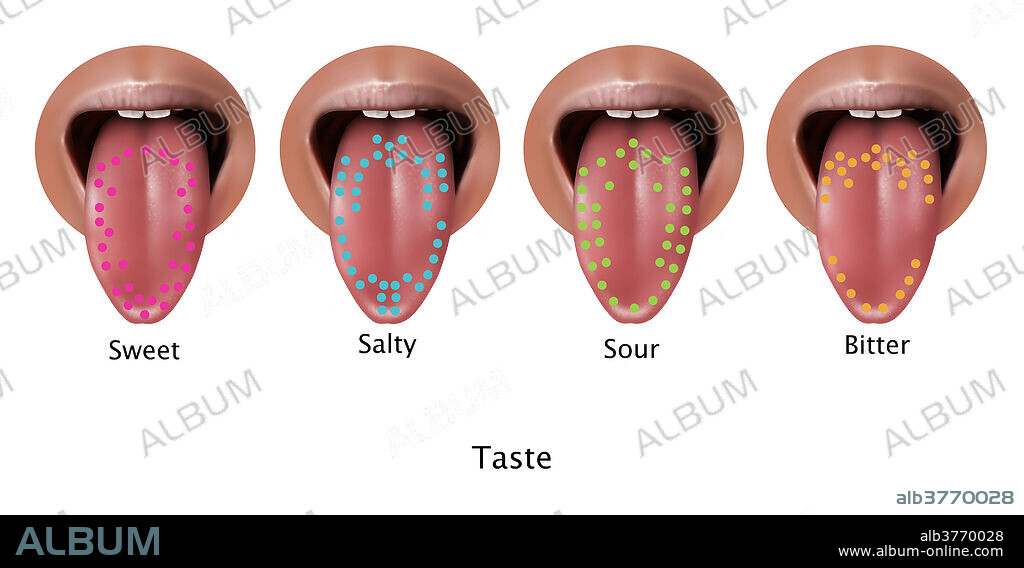 Taste Map, Illustration