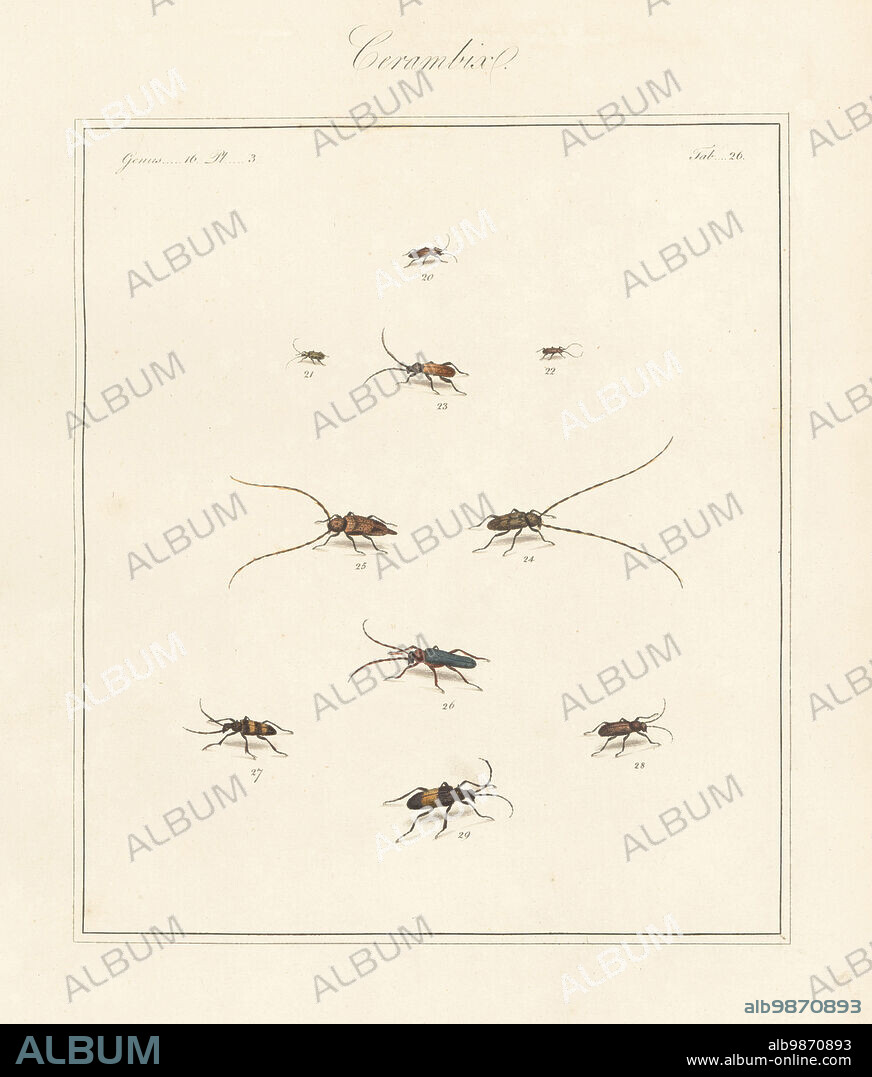 Varieties of longhorn beetles. Violet tanbark beetle, Phymatodes testaceus? 23,28, timberman beetle, Acanthocinus aedilis 24,25, Oberea oculata 26, and two-banded longhorn beetle, Rhagium bifasciatum 29, and other Cerambyx species, 20,21,22,27. Handcoloured copperplate engraving from Thomas Martyns The English Entomologist, Exhibiting all the Coleopterous Insects found in England, Academy for Illustrating and Painting Natural History, London, 1792.