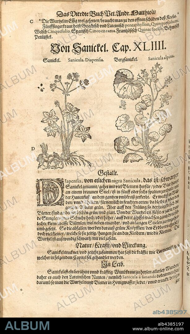 Sanicula, Diapensia and Sanicula alpina, Sanickel and Bergsanickel, Fol. 353v, 1590, Pietro Andrea Mattioli, Joachim Camerarius: Kreuterbuch desz hochgelehrten unnd weitberühmten Herrn D. Petri Andreae Matthioli. Franckfort am Mayn: [Feyrabendt], 1590.