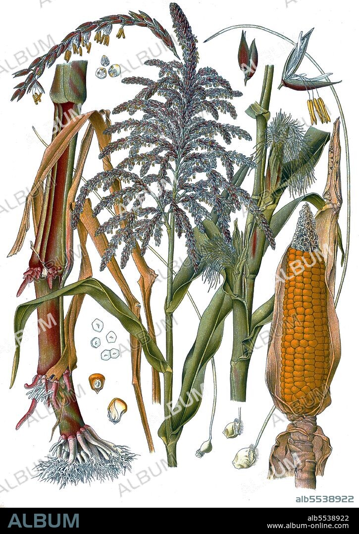Maize ( from Spanish: maíz after Taíno mahiz), known in some English-speaking countries as corn, is a large grain plant domesticated by indigenous peoples in Mesoamerica in prehistoric times.  The leafy stalk produces ears which contain the grain, which are seeds called kernels. Maize kernels are often used in cooking as a starch.