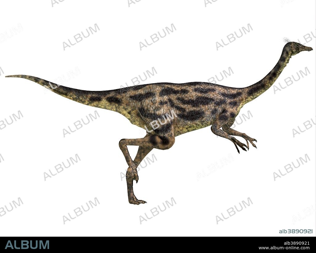 Gallimimus was an omnivorous dinosaur that lived in Mongolia during the Cretaceous Period.