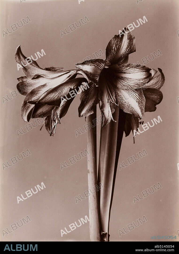 Wilhelm Weimar, amaryllis, albumin paper, black and white positive process, image size: height: 23,80 cm; width: 17,40 cm, stamp: photography, nature photography, flowers.