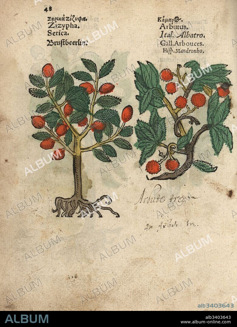 Jujube, Ziziphus zizyphus, and strawberry tree, Arbutus unedo. Handcoloured woodblock engraving of a botanical illustration from Adam Lonicer's Krauterbuch, or Herbal, Frankfurt, 1557. This from a 17th century pirate edition or atlas of illustrations only, with captions in Latin, Greek, French, Italian, German, and in English manuscript.