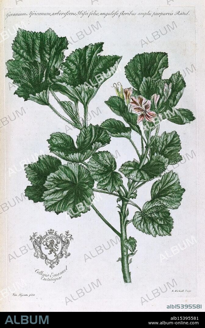 Joannis Martyn Historia Plantarum Rariorum Londini Ex Typographia Richardi Reily 1728-[1737] Plants Botany Pictorial Works Prelinnean Works Geranium, This illustration features a botanical study of Geranium prionum, commonly known for its intricate foliage and delicate flowers. The plant's robust stems support broad, lobed leaves that display a rich texture. Gracefully perched among the leaves are clusters of small flowers, showcasing soft pink petals with subtle white accents and deeper pink veins. At the bottom of the illustration, an ornate emblem is depicted, suggesting the work is part of a larger botanical collection. The meticulous detail highlights the beauty and complexity of the plant, inviting viewers to appreciate the intricacies of nature.