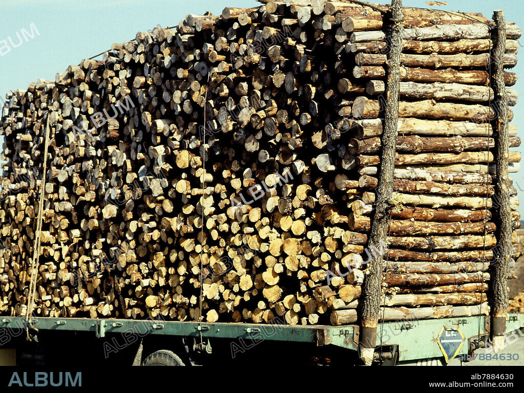 PUNTALES DE MADERA PARA LAS MINAS.