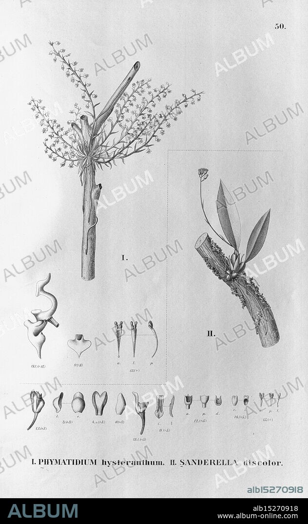 Flora Brasiliensis, Enumeratio Plantarum in Brasilia Hactenus Detectarum. Monachii et Lipsiae [Munich & Leipzig], R. Oldenbourg, 1840-1906, Brazil, Germany, Engraving, Botany, 1840, Uncolored, Botanists, Pictorial Works, Graphic Media, The illustration features a botanical study focusing on two species, labeled I and II. The first species, I. Phymatiduym hysteranthum, is depicted with a detailed representation of its flowering structure, showcasing multiple small blossoms emanating from a central stem. The second species, H. Sanderella discolor, is illustrated alongside its distinctive leaves and flowering stalks. Below these main illustrations, a series of smaller, labeled drawings provide an anatomical breakdown of various floral parts, including individual flowers, buds, and leaves, each meticulously annotated to aid in identification and study of the species.