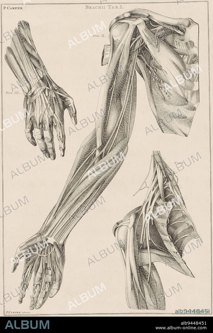 Anatomy of the Arm, Hand and Shoulder Brachii Tab. I. Anatomy of different parts of the human body (series title), print maker: Jacob van der Schley, (mentioned on object), intermediary draughtsman: Petrus Camper, (mentioned on object), 1762, paper, etching, engraving, h 570 mm × w 383 mm.