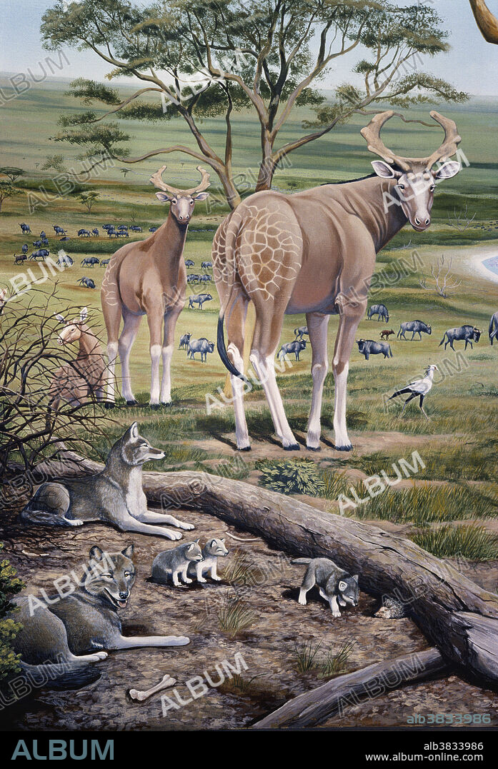 The extinct giant-antlered giraffe (Sivatherium maurusium), the giant wildebeest (Connochaetes antiquus) and a wolf-sized dog (Canis sp.) lived in the Olduvai Lake Basin with Homo erectus, about 1.5 million years ago. Illustration from the California Academy of Sciences.