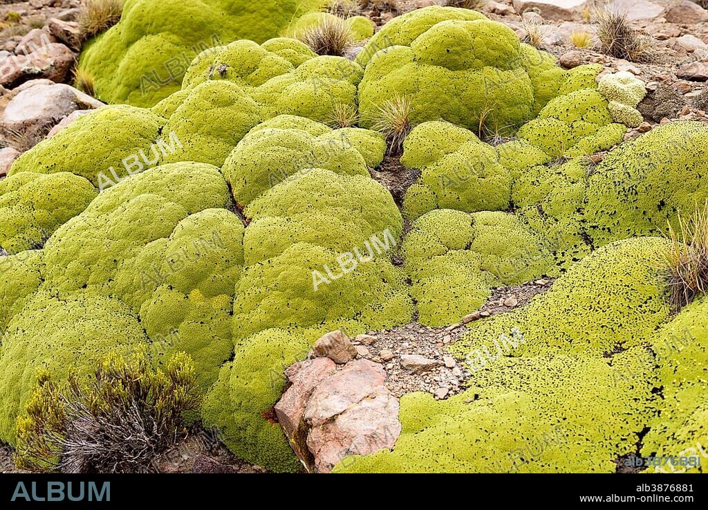 Yareta or llaretta (Azorella compacta), resinous cushion plant on rocky slopes, Altiplano, Bolivia, South America.